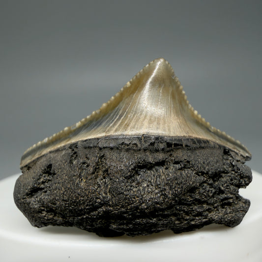 Front View 1.40" Colorful Posterior Fossil Megalodon Tooth – South Carolina River Find | Authentic Megalodon Tooth CM5907