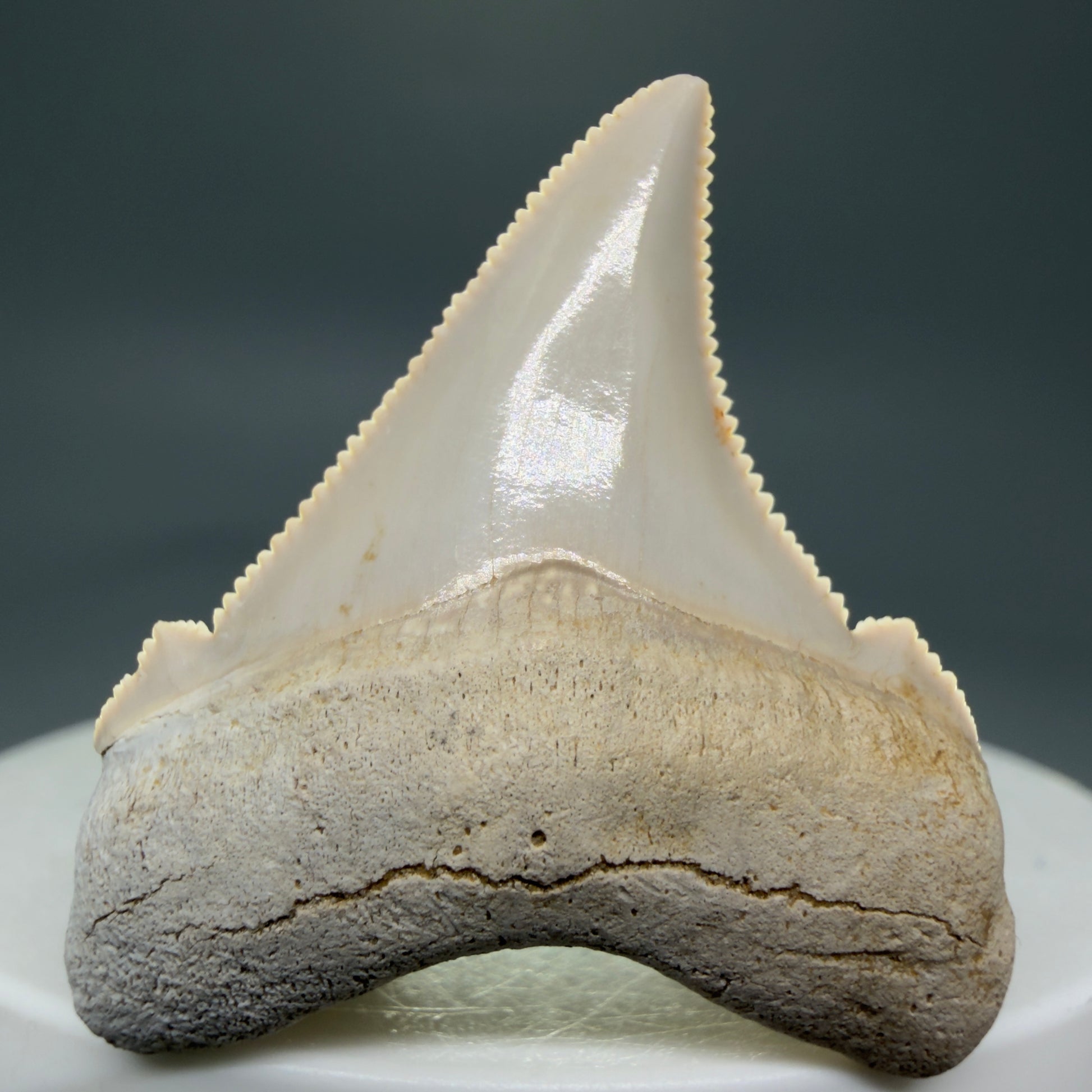 Front View 1.49" Fossil Carcharocles angustidens Shark Tooth from Summerville, South Carolina AN456