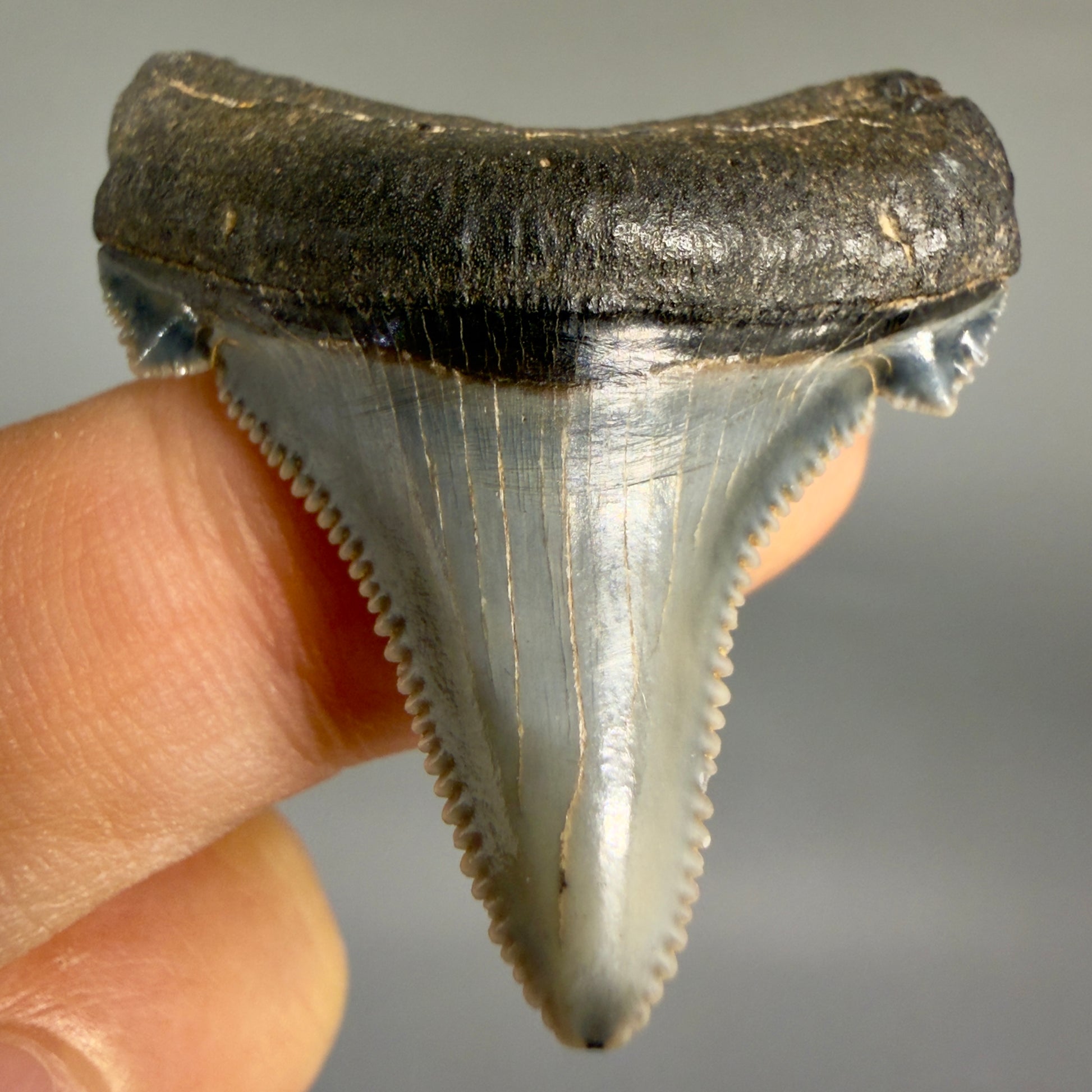 Front View 1.57" Serrated Fossil Carcharocles angustidens Shark Tooth from South Carolina AN467 - 1