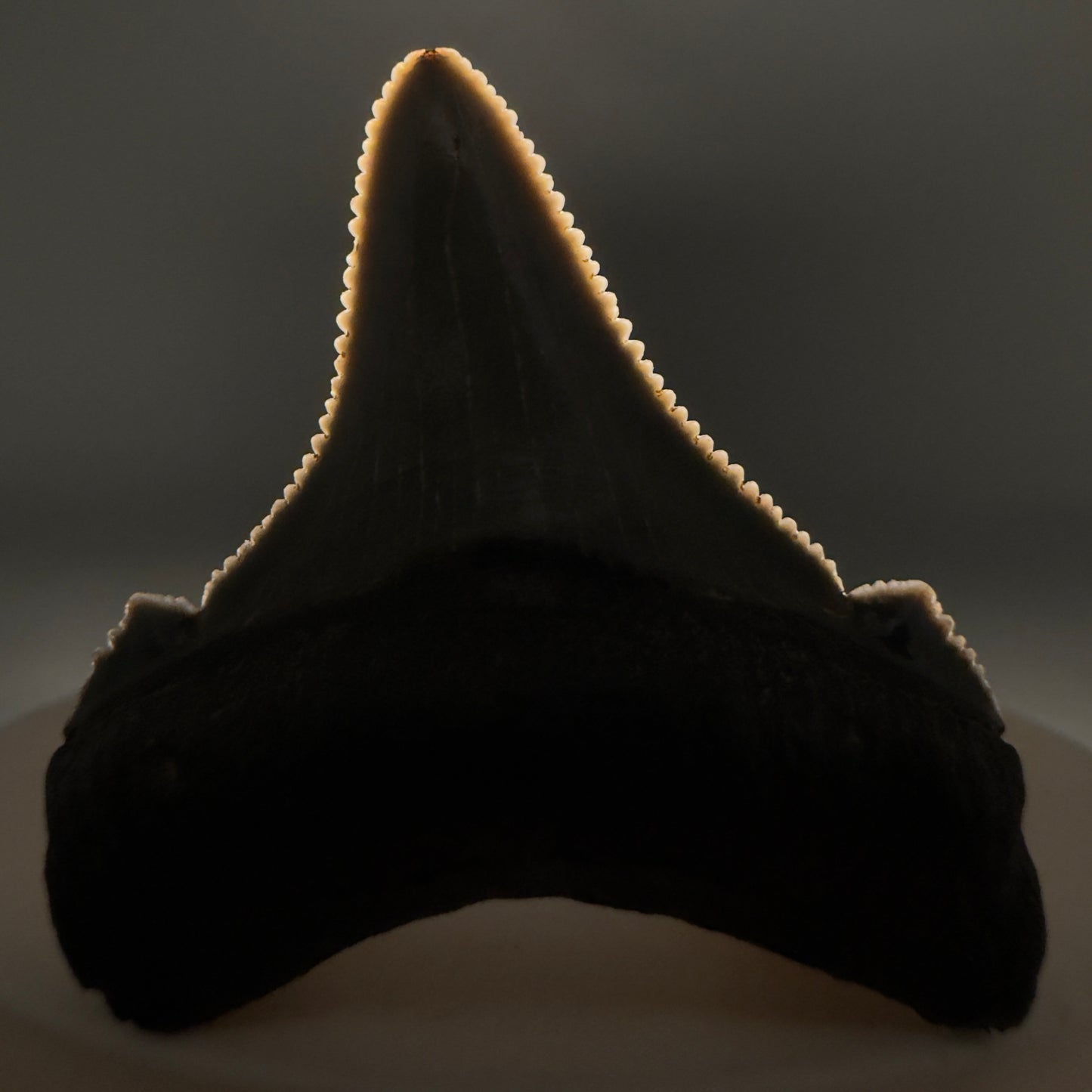Front View 1.57" Serrated Fossil Carcharocles angustidens Shark Tooth from South Carolina AN467 - 2