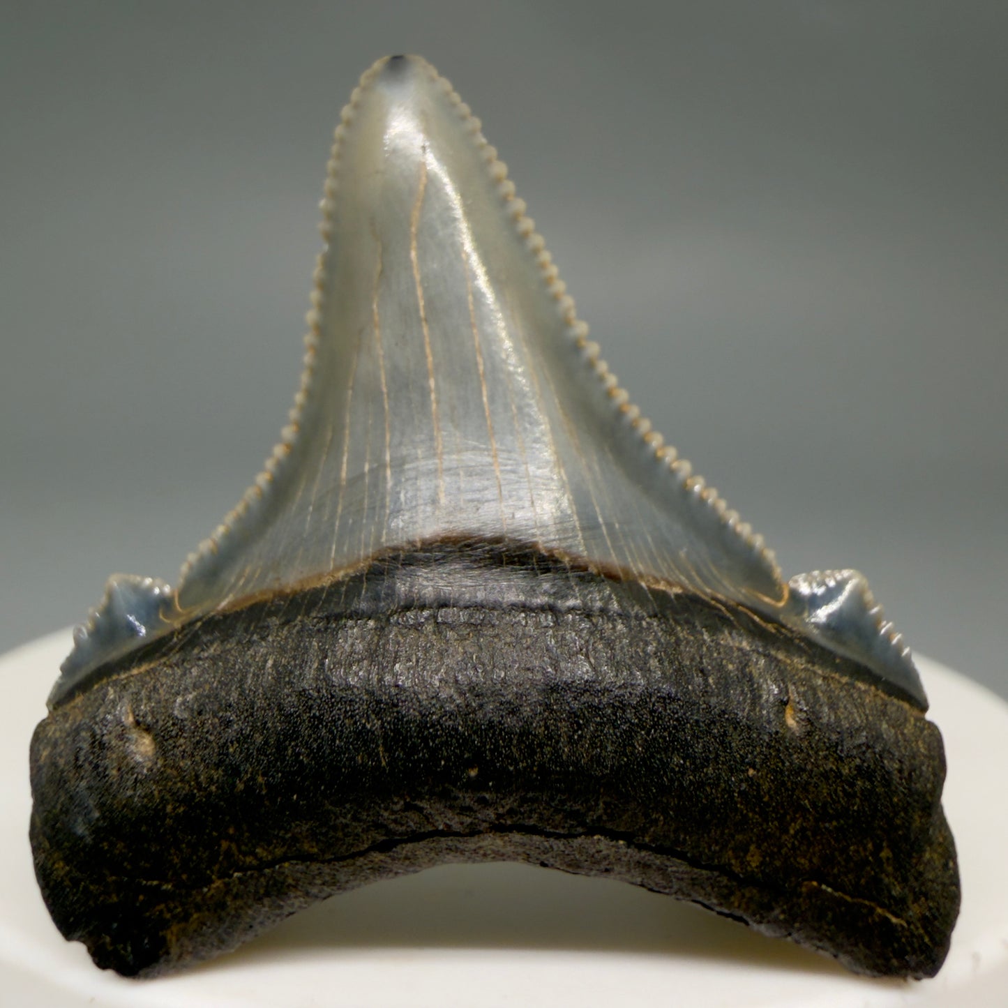 Front View 1.57" Serrated Fossil Carcharocles angustidens Shark Tooth from South Carolina AN467
