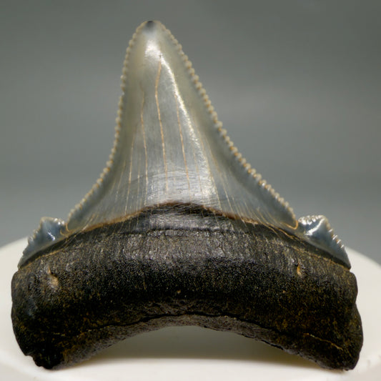 Front View 1.57" Serrated Fossil Carcharocles angustidens Shark Tooth from South Carolina AN467