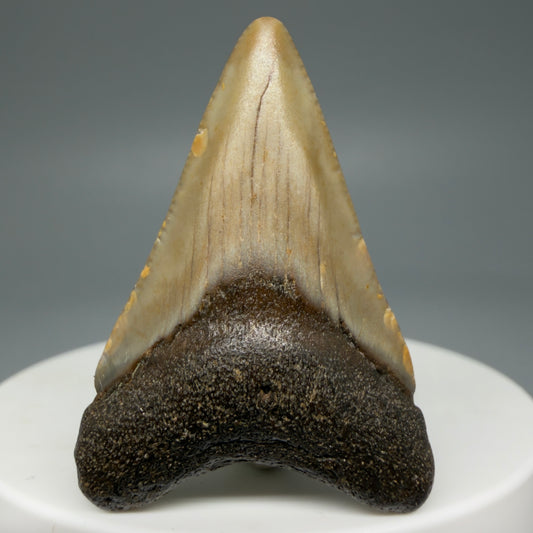 Front View 1.60" Fossil Megalodon Tooth - Authentic Carcharocles megalodon Fossil from North Carolina CM5933
