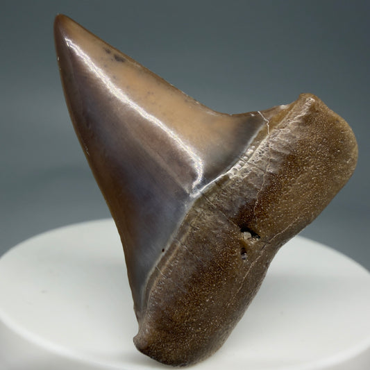 Front View 1.62" Fossil Extinct Mako - Isurus hastalis Shark Tooth from Ica, Peru M596
