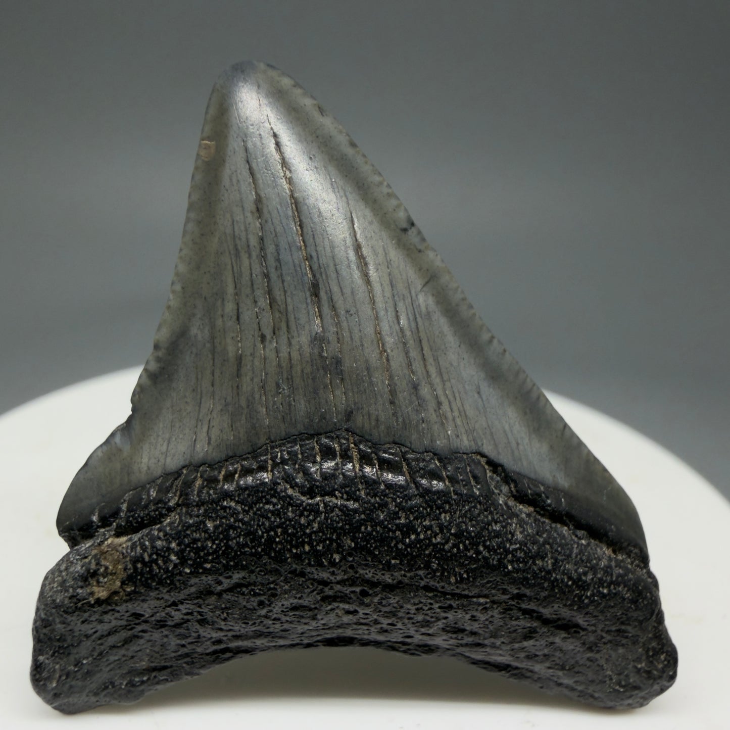 Front View 1.64" Colorful Fossil Megalodon Tooth – South Carolina River Find | Authentic Megalodon Tooth CM5796