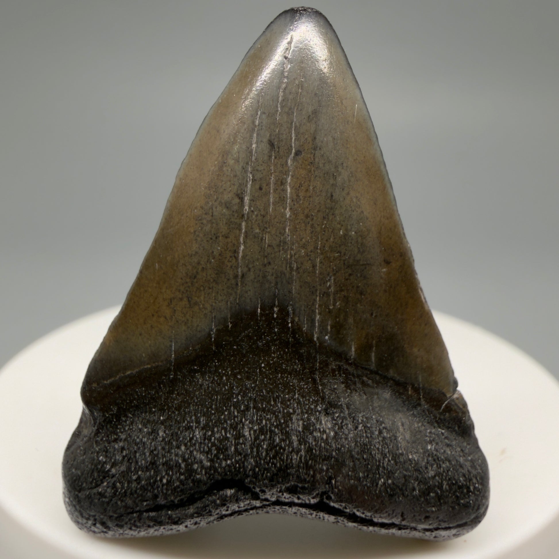 Front View 1.67" Colorful Fossil Megalodon Tooth – South Carolina River Find | Authentic CM6477 - 1