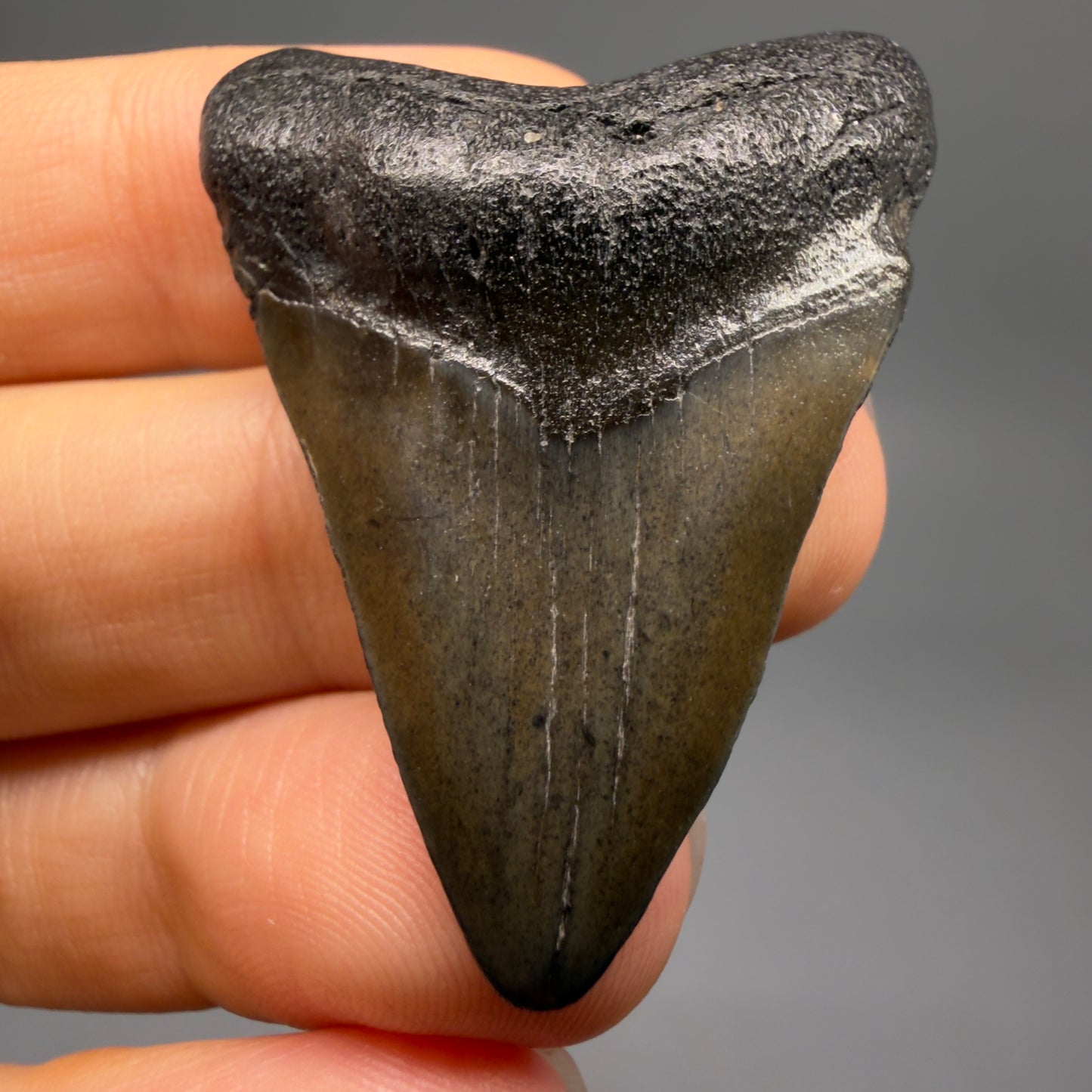Front View 1.67" Colorful Fossil Megalodon Tooth – South Carolina River Find | Authentic CM6477