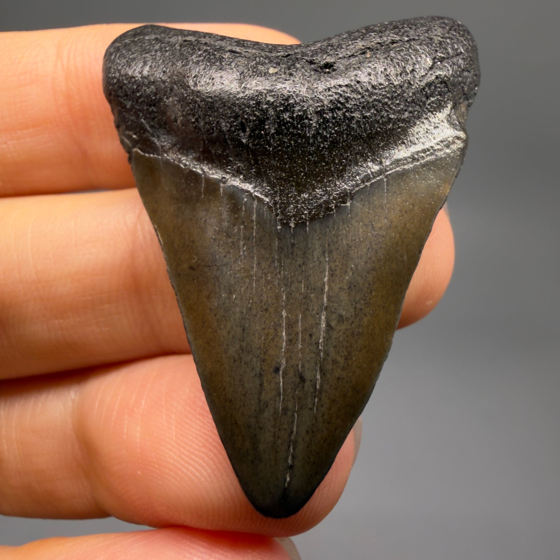 Front View 1.67" Colorful Fossil Megalodon Tooth – South Carolina River Find | Authentic CM6477