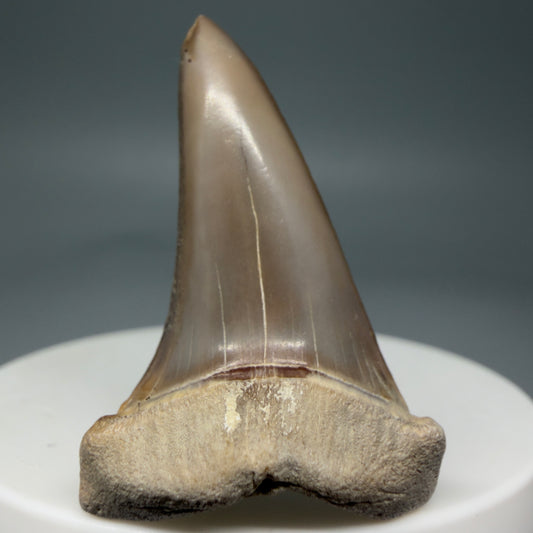 Front View 1.68" Fossil Extinct Mako - Isurus hastalis Shark Tooth from Ica, Peru M595