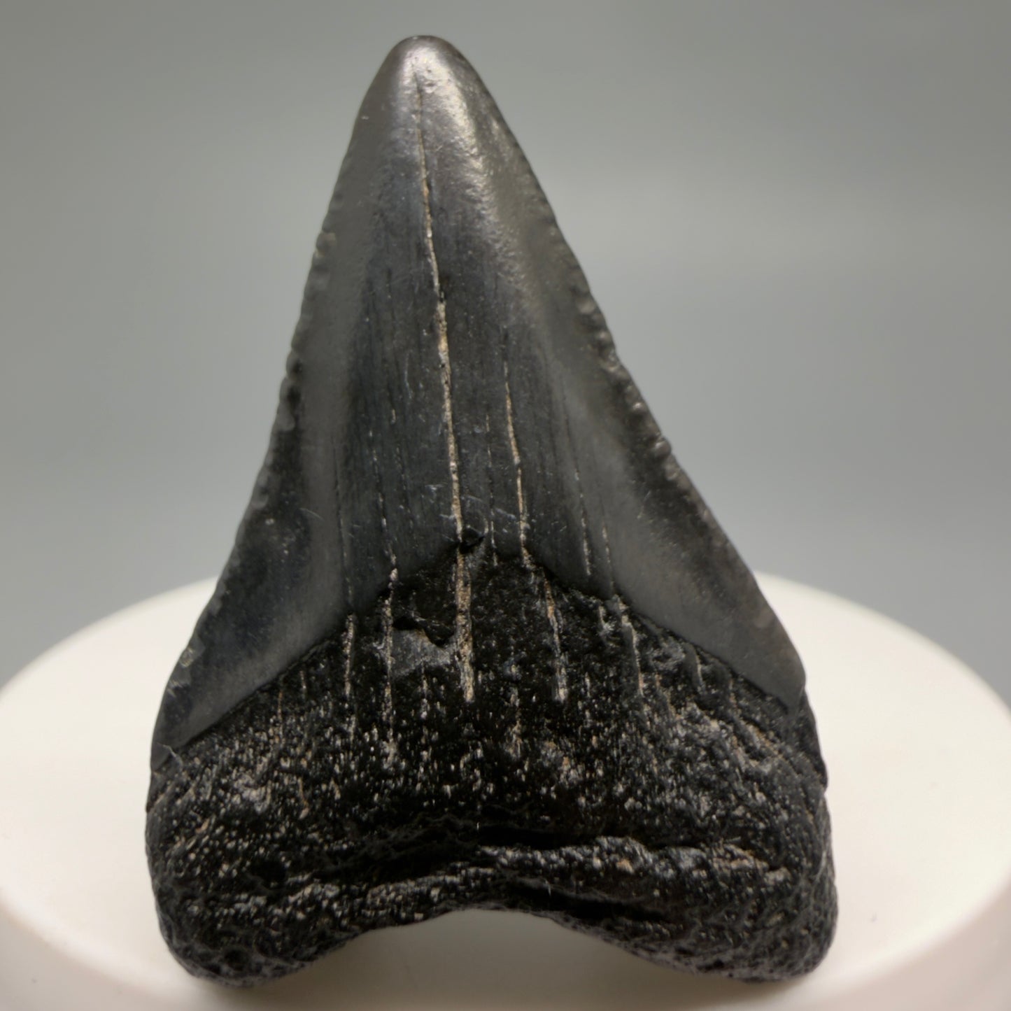 Front View 1.69" Dark colors, Fossil Megalodon Tooth – South Carolina River Find | Authentic CM6478 - 1 