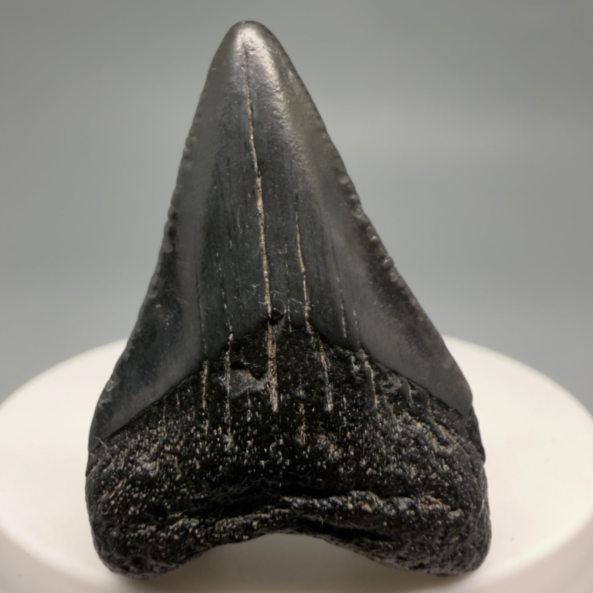 Front View 1.69" Dark colors, Fossil Megalodon Tooth – South Carolina River Find | Authentic CM6478 - 1 