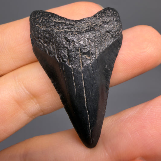 Front View 1.69" Dark colors, Fossil Megalodon Tooth – South Carolina River Find | Authentic CM6478