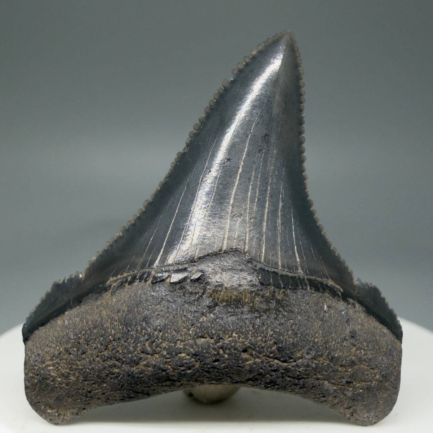 Front View 1.70" Serrated Fossil Carcharocles angustidens Shark Tooth from South Carolina - Spectacular AN450