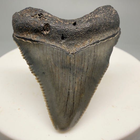 Front View 1.71" Colorful  Fossil Megalodon Tooth – South Carolina River Find | Authentic Megalodon Tooth CM5749