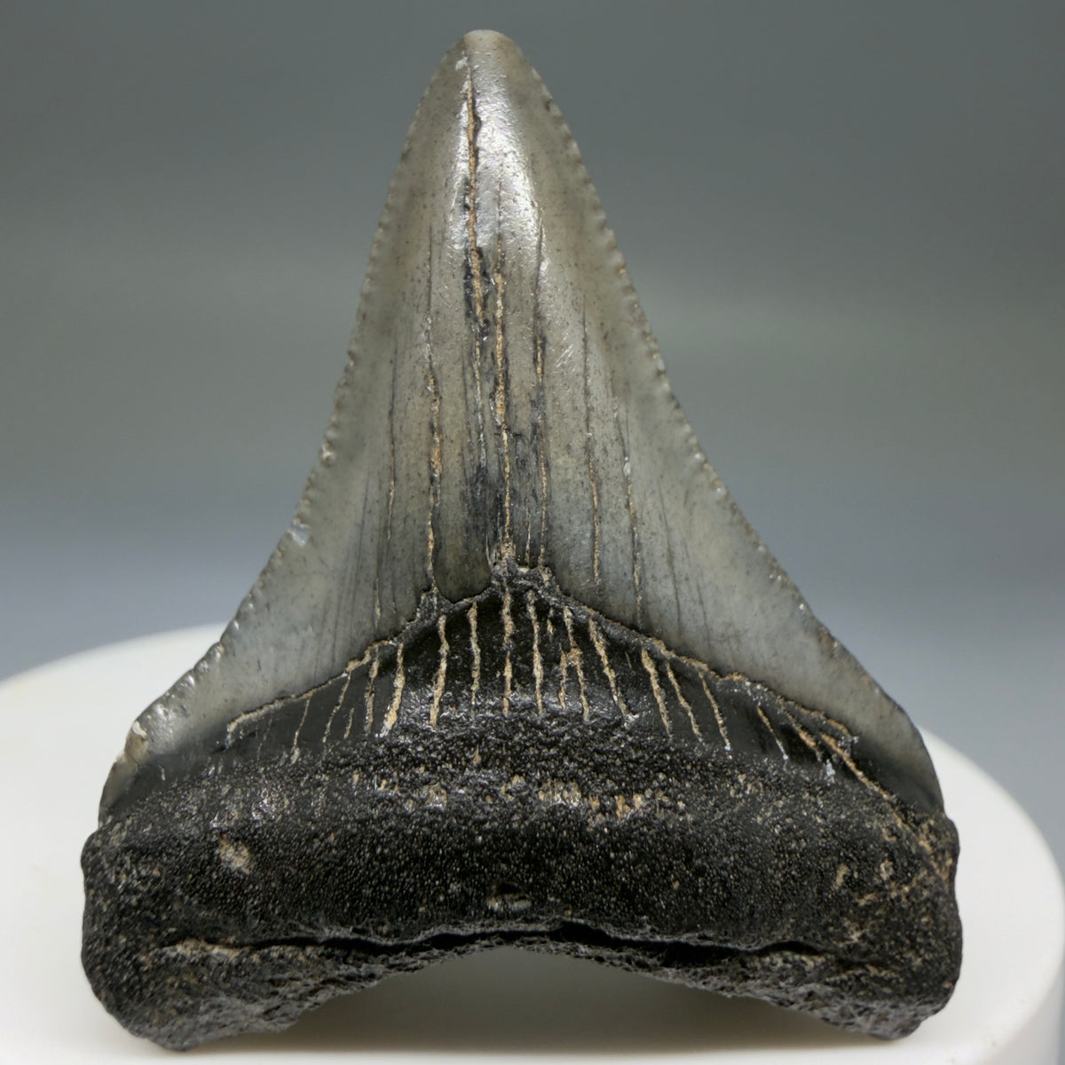 Front View 1.71" Colorful Fossil Megalodon Tooth – South Carolina River Find | Authentic Megalodon Tooth megalodonteeth.com CM6779