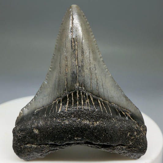 Front View 1.71" Colorful Fossil Megalodon Tooth – South Carolina River Find | Authentic Megalodon Tooth megalodonteeth.com CM6779