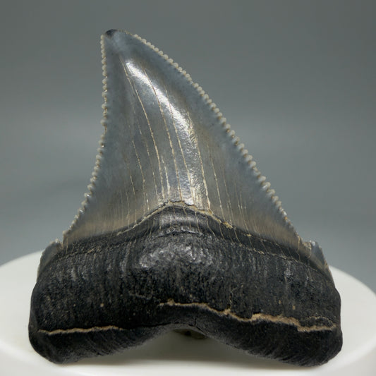 Front View 1.73" Serrated Fossil Carcharocles angustidens Shark Tooth from South Carolina - Spectacular AN451