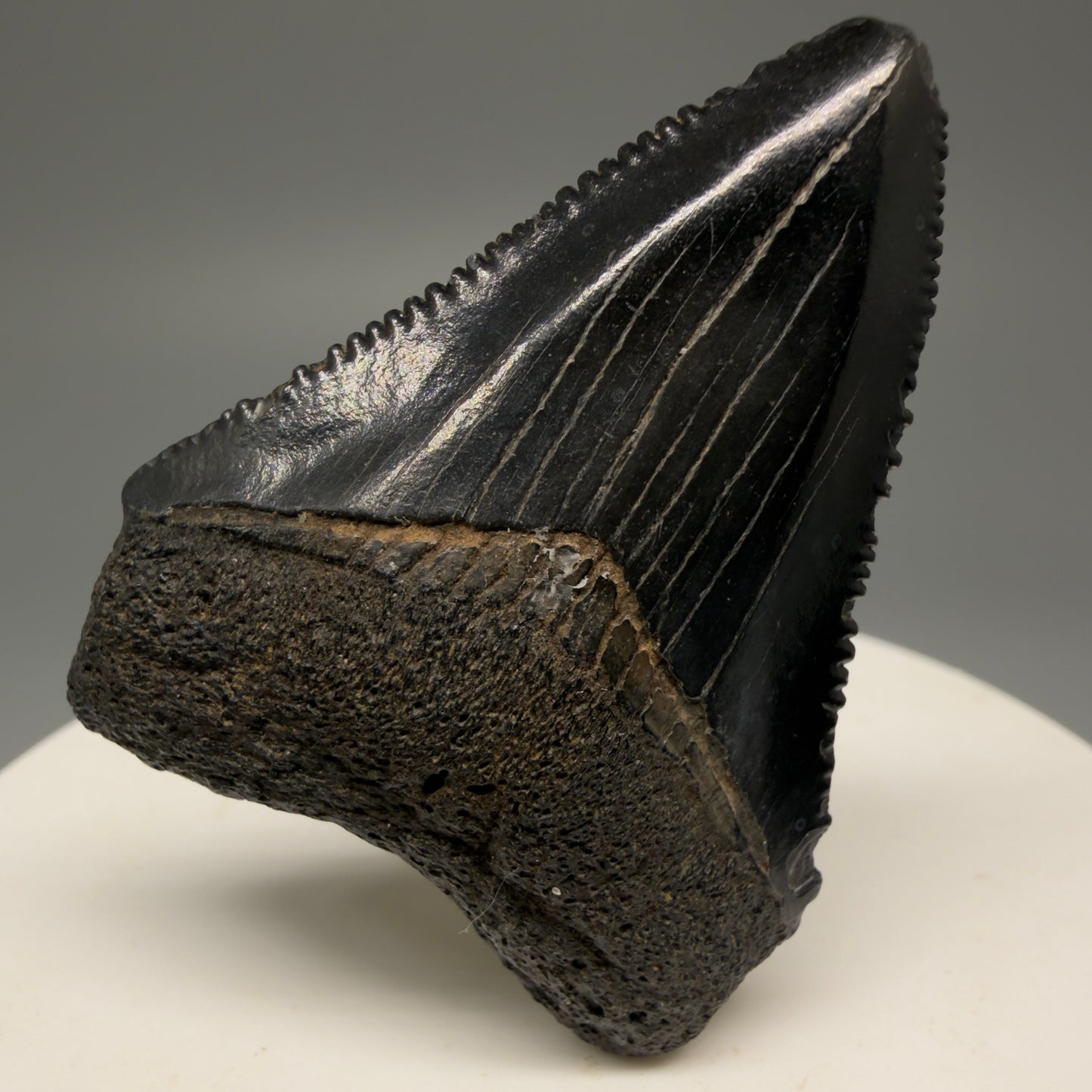 Front View 1.74" Heart Shaped Fossil Megalodon Tooth – South Carolina River Find | Authentic Megalodon Tooth CM5490