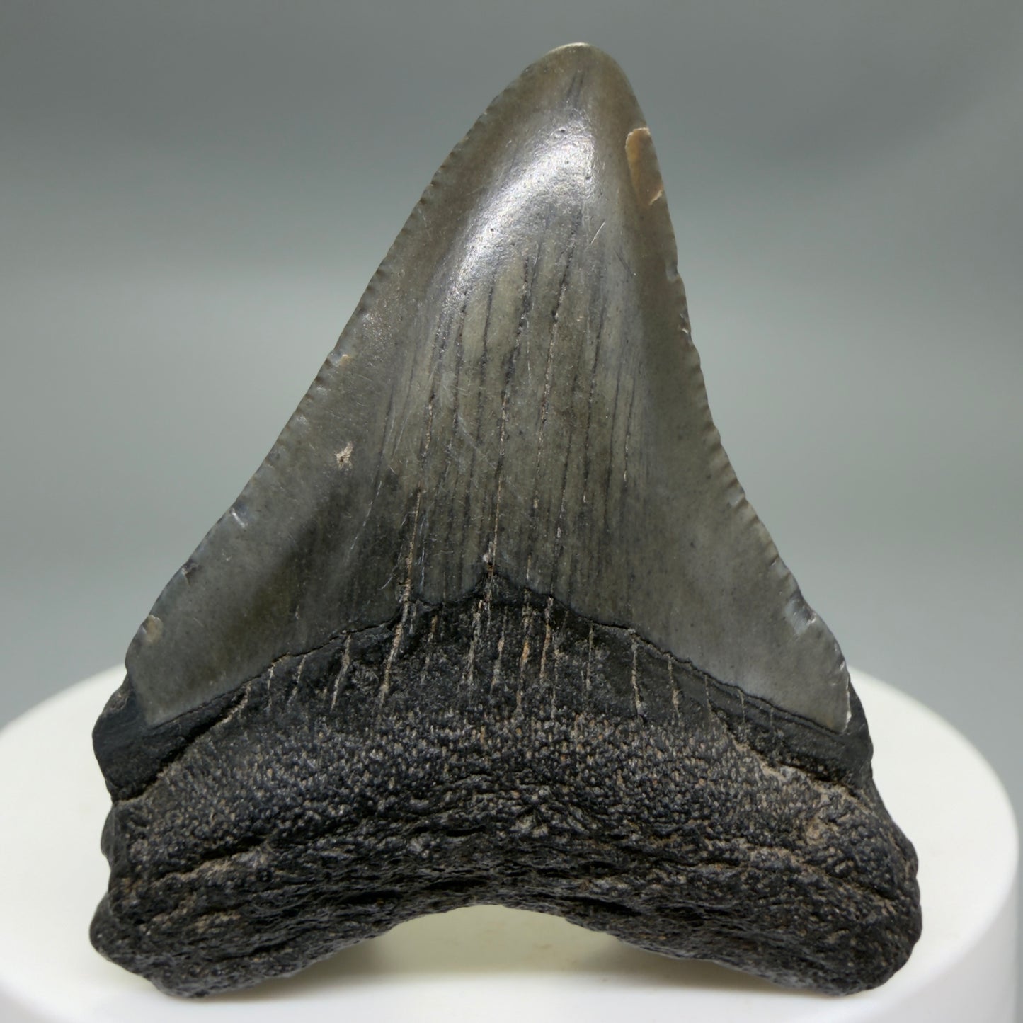 Front View 1.78" Colorful Fossil Megalodon Tooth – South Carolina River Find | Authentic CM6340