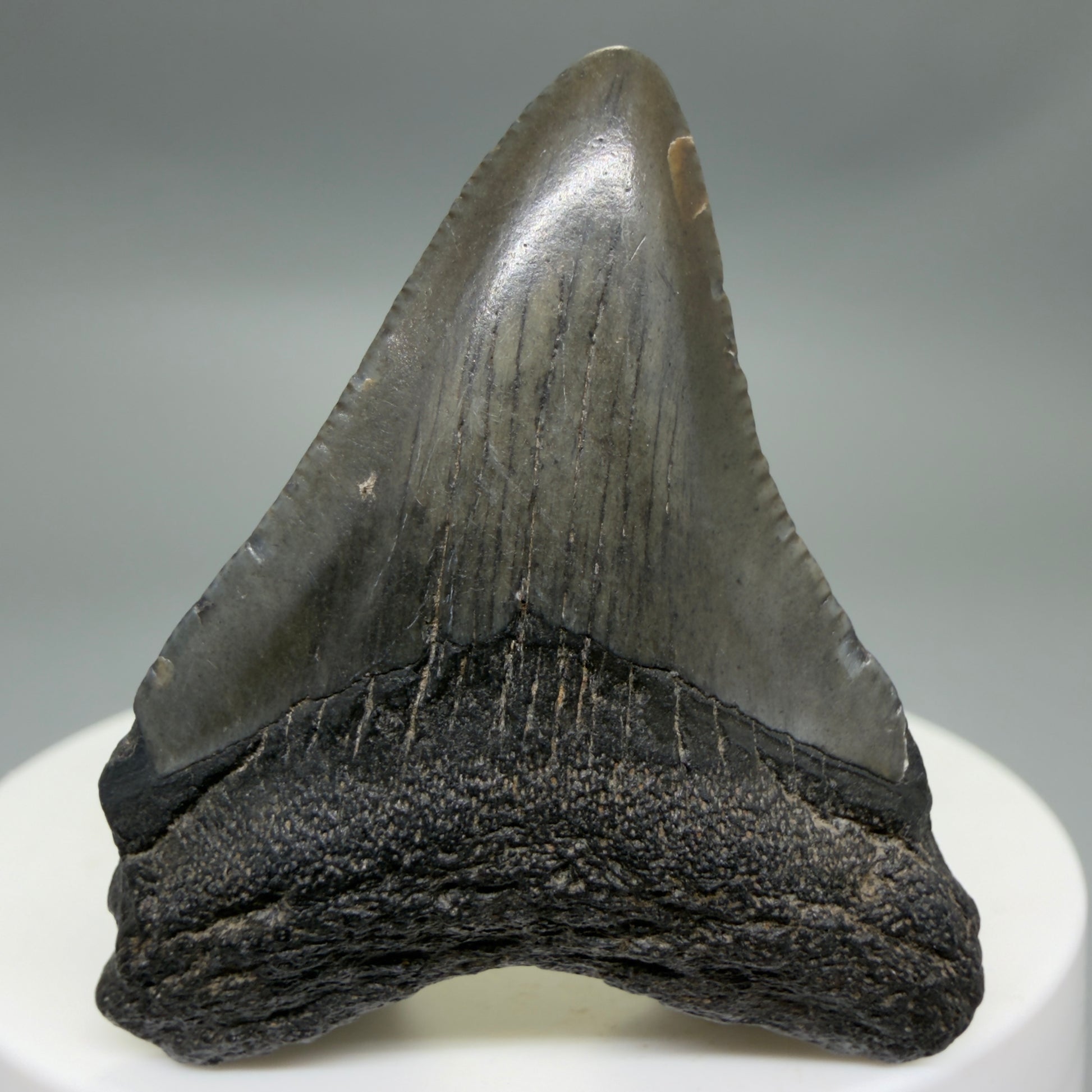 Front View 1.78" Colorful Fossil Megalodon Tooth – South Carolina River Find | Authentic CM6340