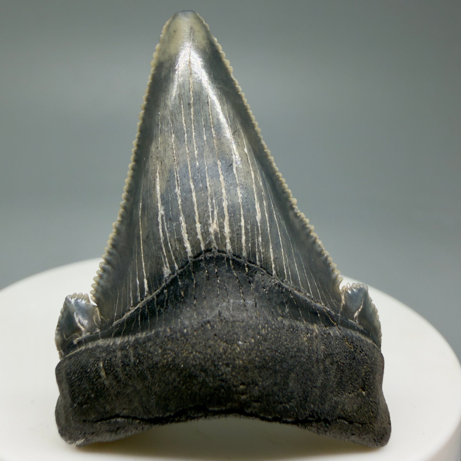 Front View 1.78" Serrated Fossil Carcharocles angustidens Shark Tooth from South Carolina AN460
