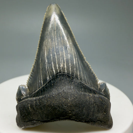 Front View 1.78" Serrated Fossil Carcharocles angustidens Shark Tooth from South Carolina AN460