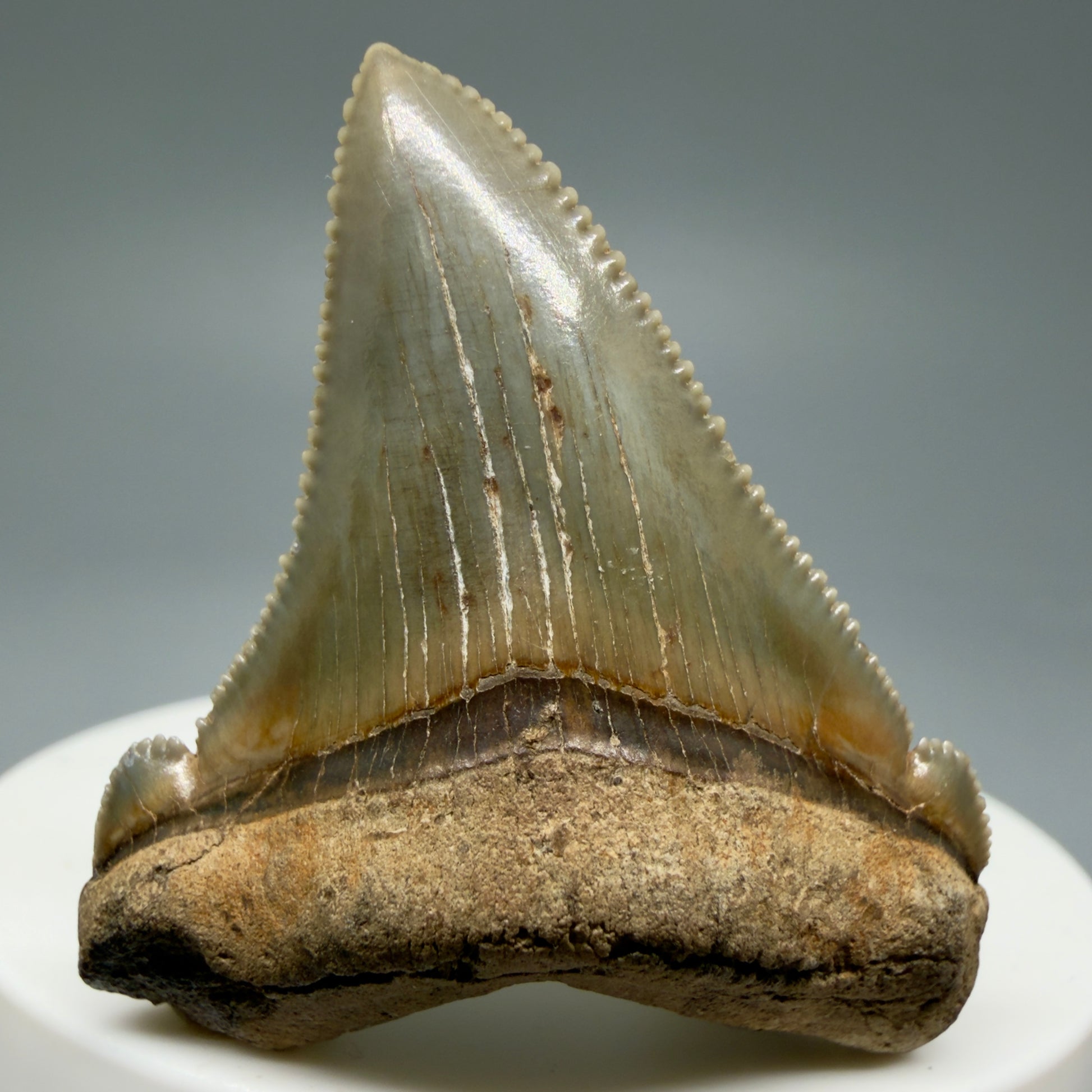 Front View 1.82" Fossil Carcharocles angustidens Shark Tooth from Charleston, South Carolina AN463