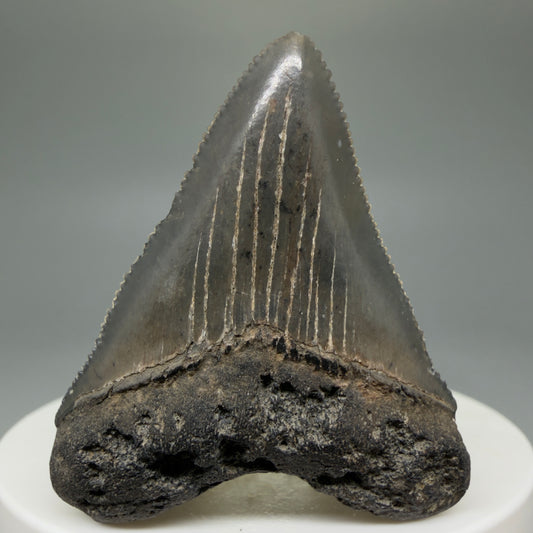 Front View 1.83" heart-shaped Baby Fossil Megalodon Tooth – South Carolina River Find | Authentic CM5968