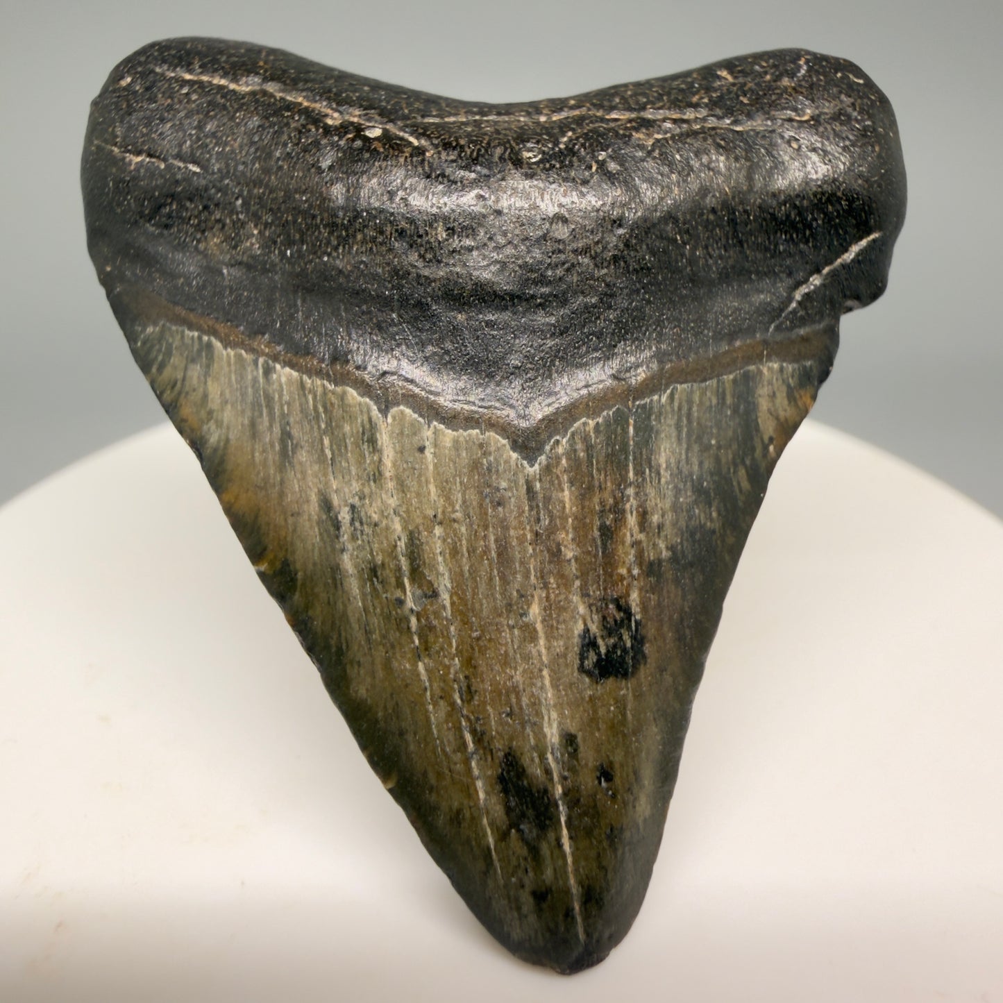 Front View 1.84" Colorful Fossil Megalodon Tooth – South Carolina River Find | Authentic Megalodon Tooth megalodonteeth.com CM6541