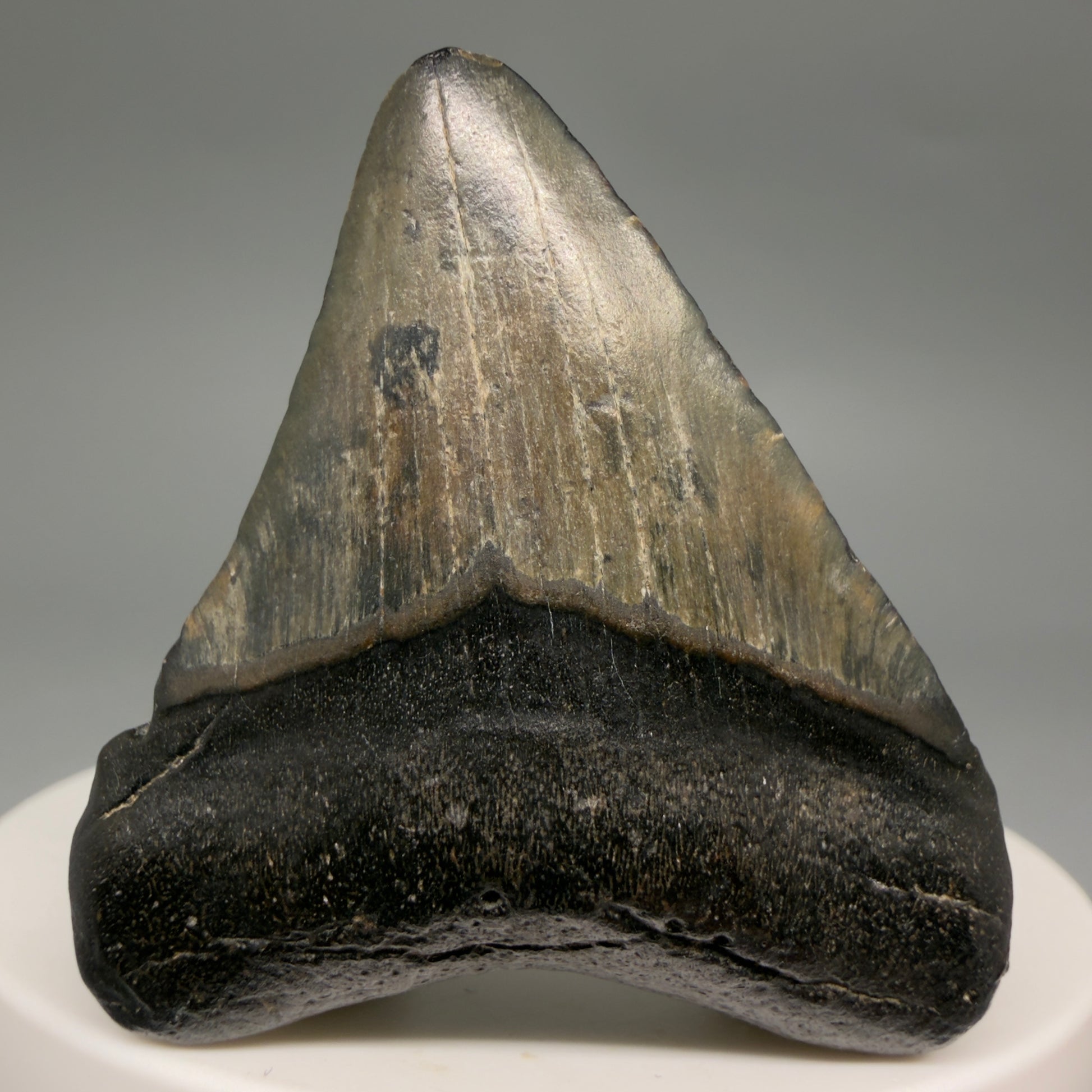 Front View 1.84" Colorful Fossil Megalodon Tooth – South Carolina River Find | Authentic Megalodon Tooth megalodonteeth.com CM6541 - 1