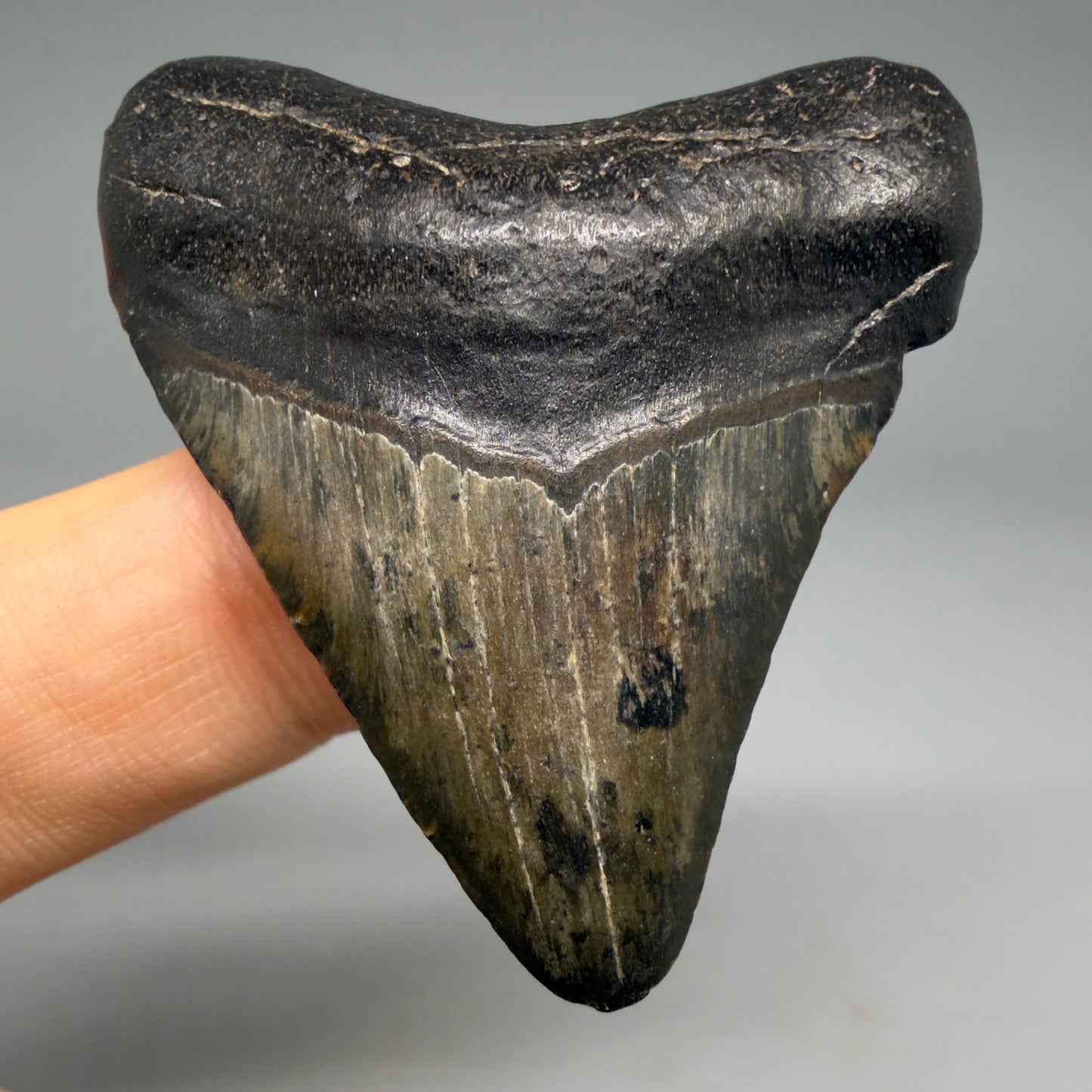 Front View 1.84" Colorful Fossil Megalodon Tooth – South Carolina River Find | Authentic Megalodon Tooth megalodonteeth.com CM6541 - 2