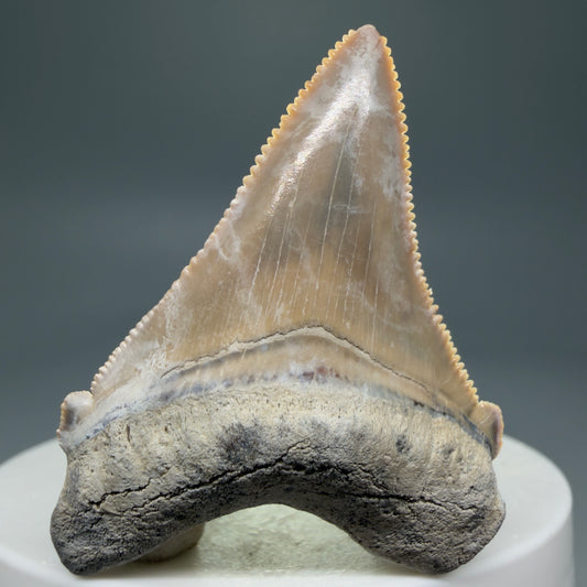 Front View 1.86" Fossil Carcharocles angustidens Shark Tooth from Summerville, South Carolina AN457