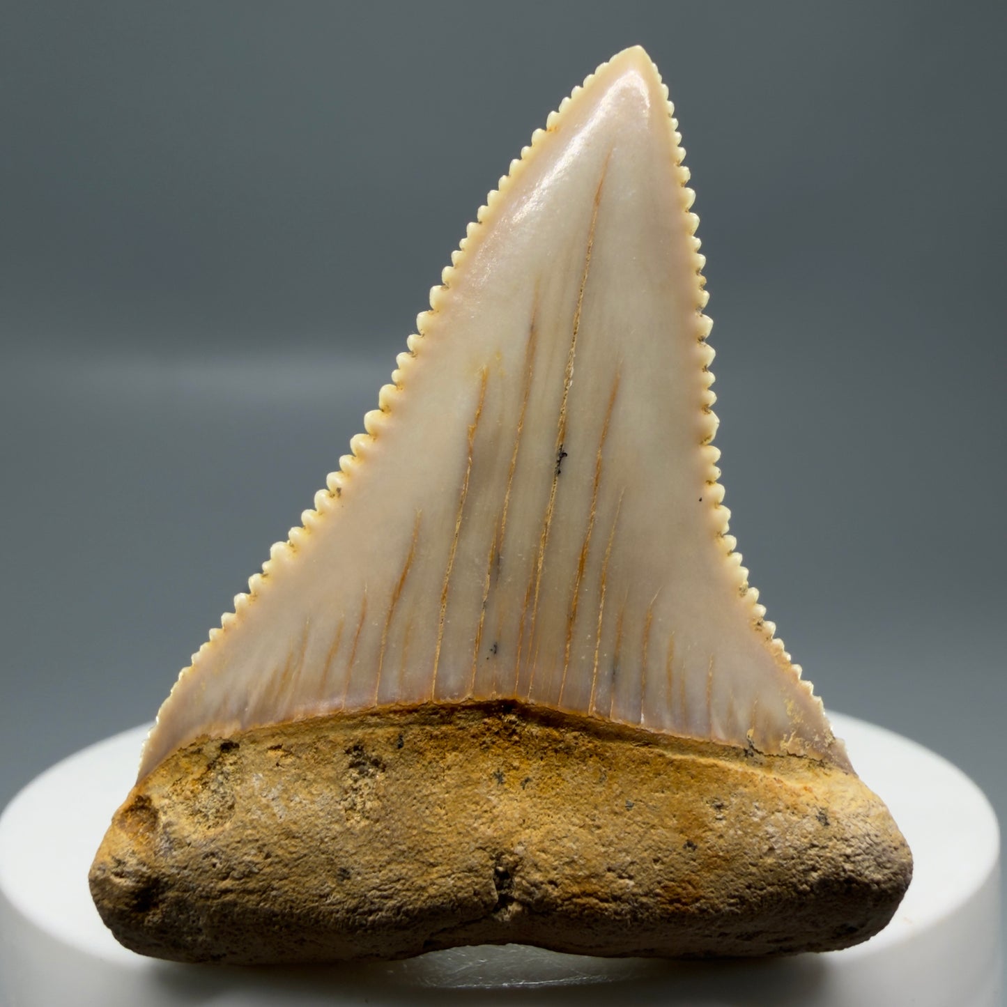 Front View 1.86" Fossil Great White Tooth from Chile - Collector's Quality GW1322
