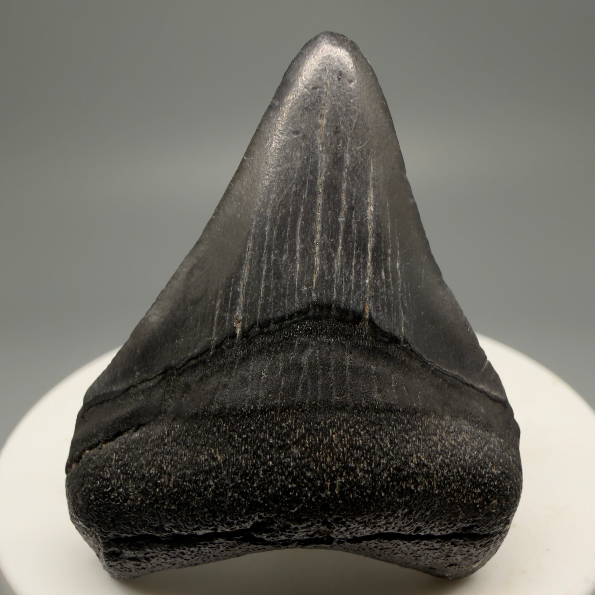 Front View 1.88" Dark Colors Fossil Megalodon Tooth – South Carolina River Find | Authentic Megalodon Tooth CM55554