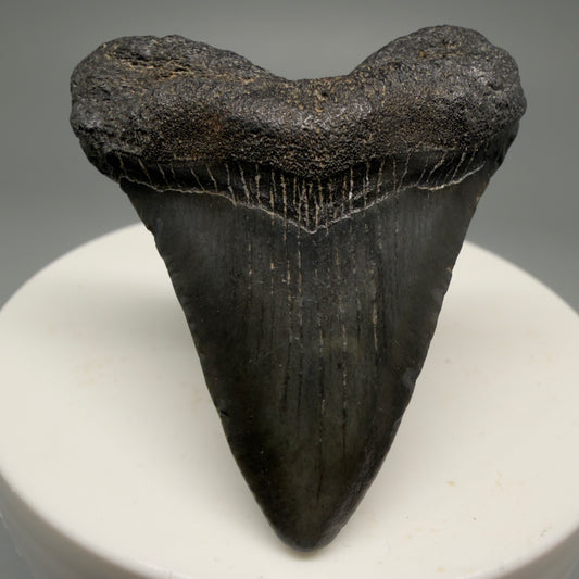 Front View 1.88" Heart Shaped Fossil Megalodon Tooth – South Carolina River Find | Authentic Megalodon Tooth CM5553