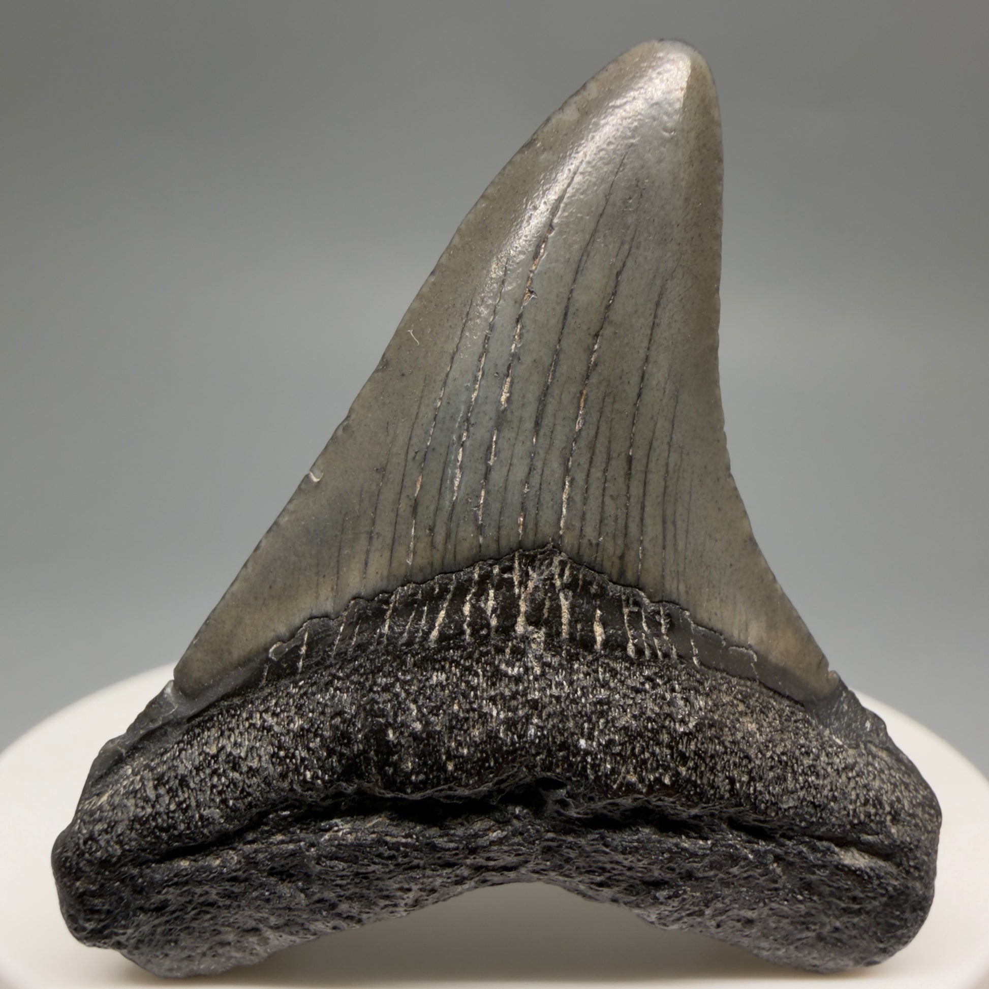 Front View 1.89" Colorful Fossil Megalodon Tooth – South Carolina River Find | Authentic CM6480