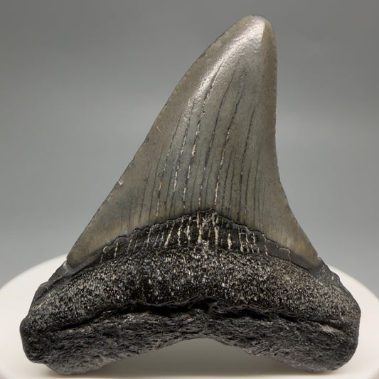 Front View 1.89" Colorful Fossil Megalodon Tooth – South Carolina River Find | Authentic CM6480