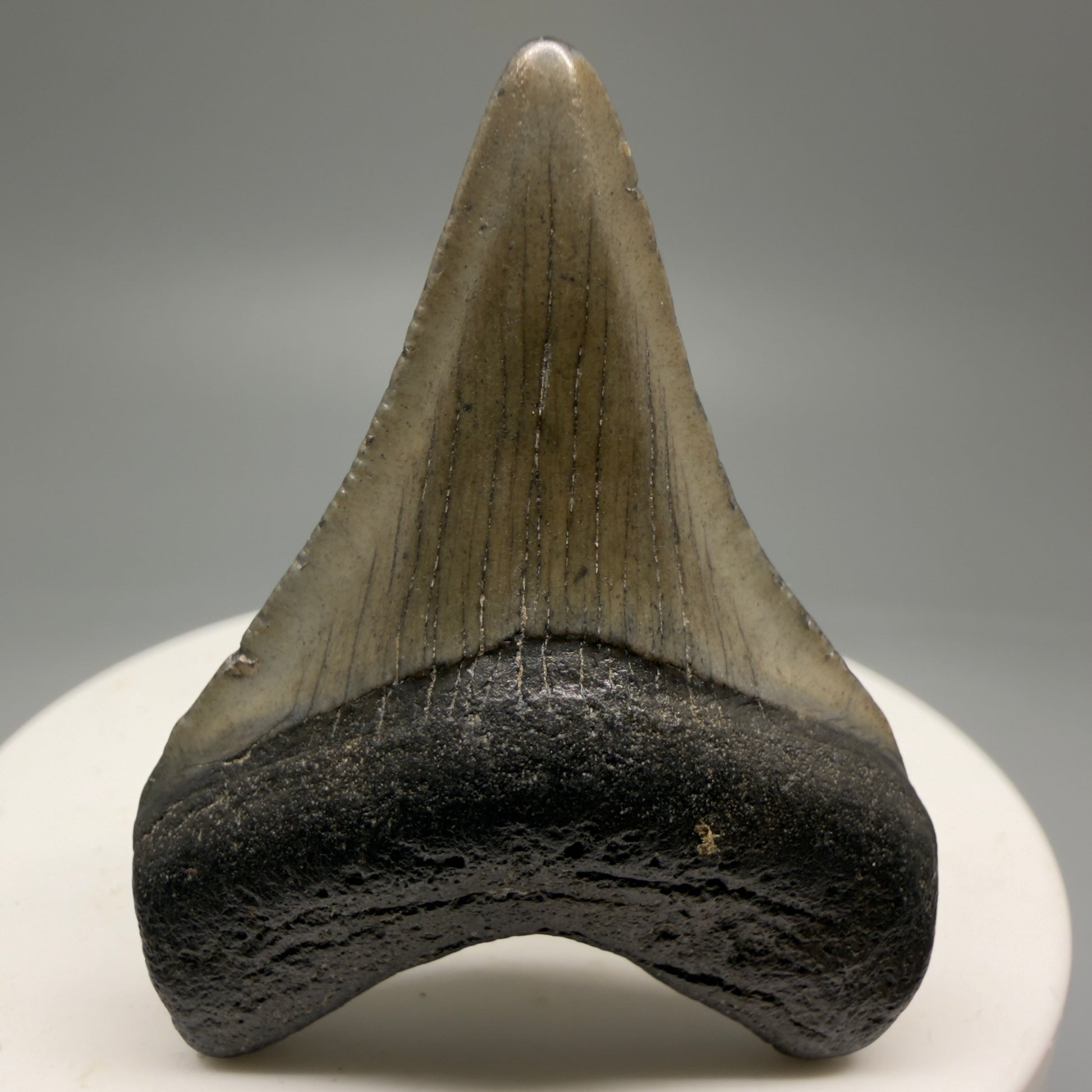 Front View 1.89" Colorful  Fossil Megalodon Tooth – South Carolina River Find | Authentic Megalodon Tooth CM5750
