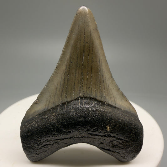Front View 1.89" Colorful  Fossil Megalodon Tooth – South Carolina River Find | Authentic Megalodon Tooth CM5750
