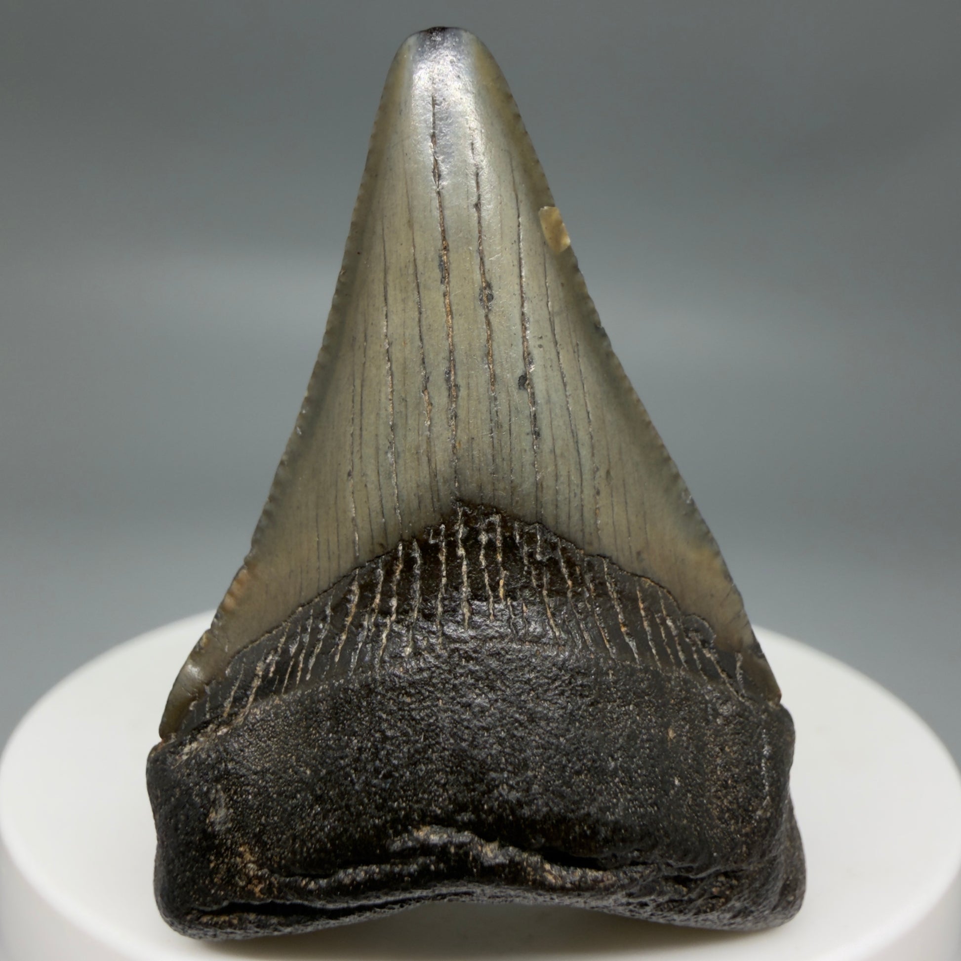 Front View 1.90" Colorful Fossil Megalodon Tooth – South Carolina River Find | Authentic CM6341