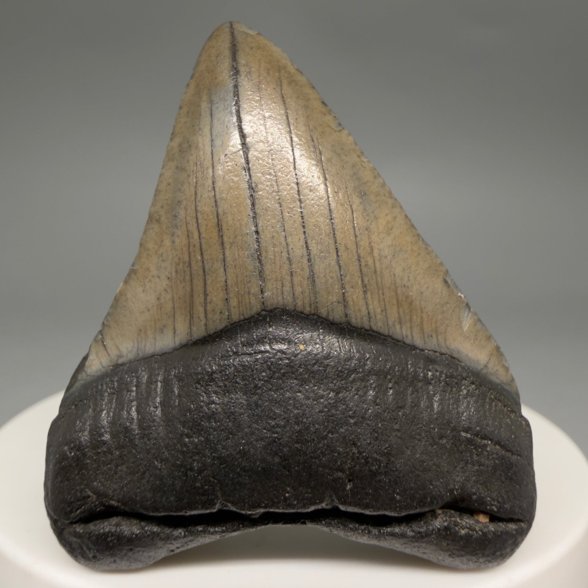 Front View 1.90" Colorful Fossil Megalodon Tooth – South Carolina River Find | Authentic Megalodon Tooth megalodonteeth.com CM6546