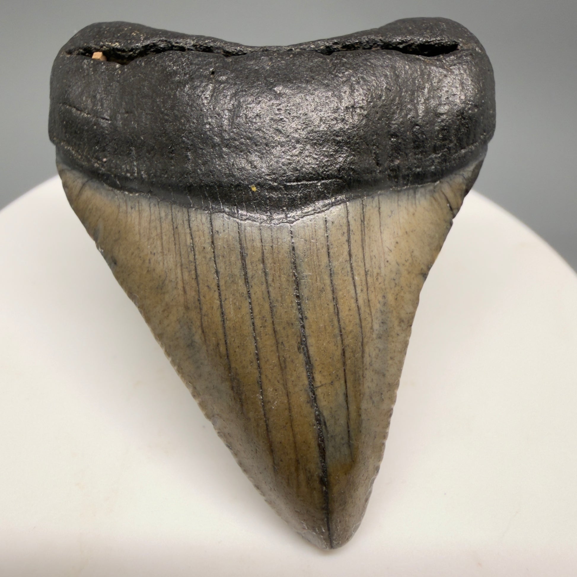 Front View 1.90" Colorful Fossil Megalodon Tooth – South Carolina River Find | Authentic Megalodon Tooth megalodonteeth.com CM6546 - 1