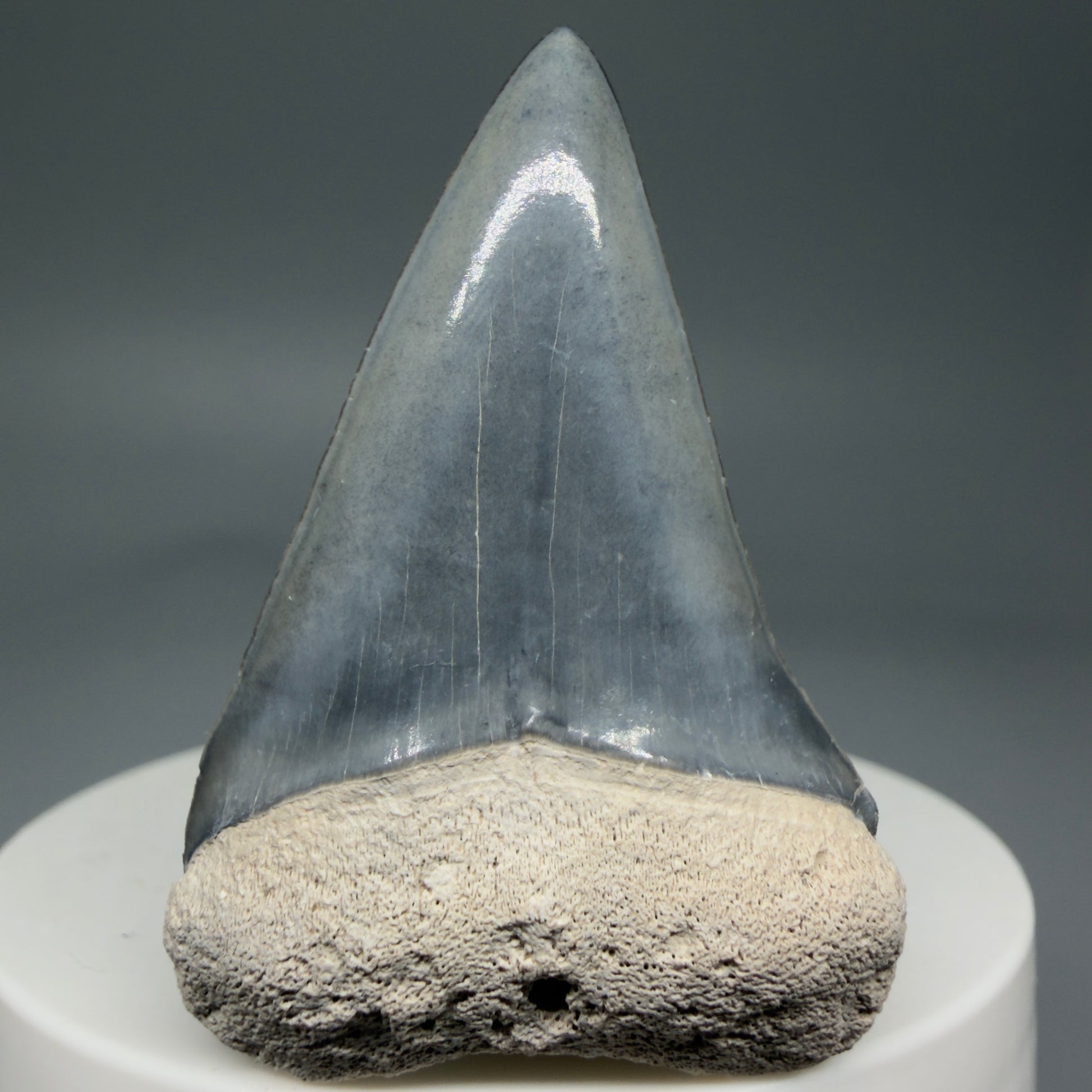 Front View 1.91" Fossil Extinct Mako - Isurus hastalis Shark Tooth from Bone Valley, FL - Outstanding!! M597