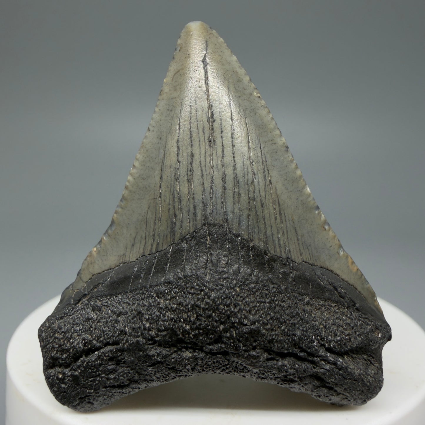 Front View 1.93" Colorful Fossil Megalodon Tooth – South Carolina River Find | Authentic CM5969