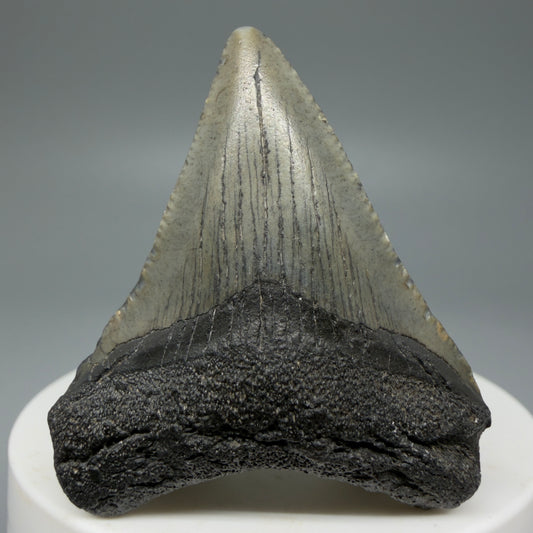 Front View 1.93" Colorful Fossil Megalodon Tooth – South Carolina River Find | Authentic CM5969