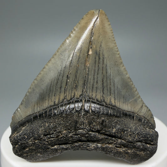 Front View 1.93" Colorful Fossil Megalodon Tooth – South Carolina River Find | Authentic CM5970