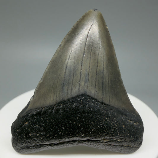 Front View 1.93" Colorful Fossil Megalodon Tooth – South Carolina River Find | Authentic CM6027