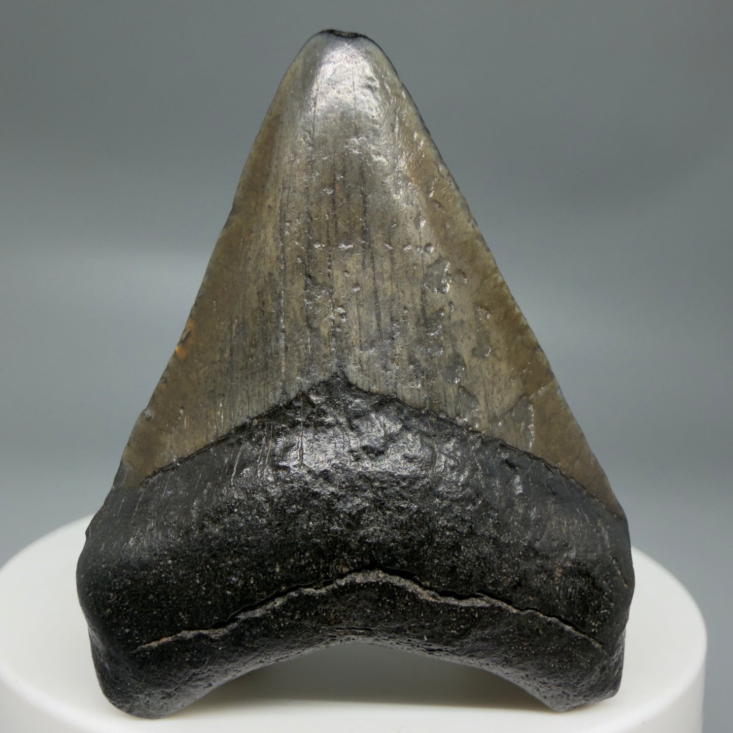 Front View 1.93" Colorful Fossil Megalodon Tooth – South Carolina River Find | Authentic CM6344