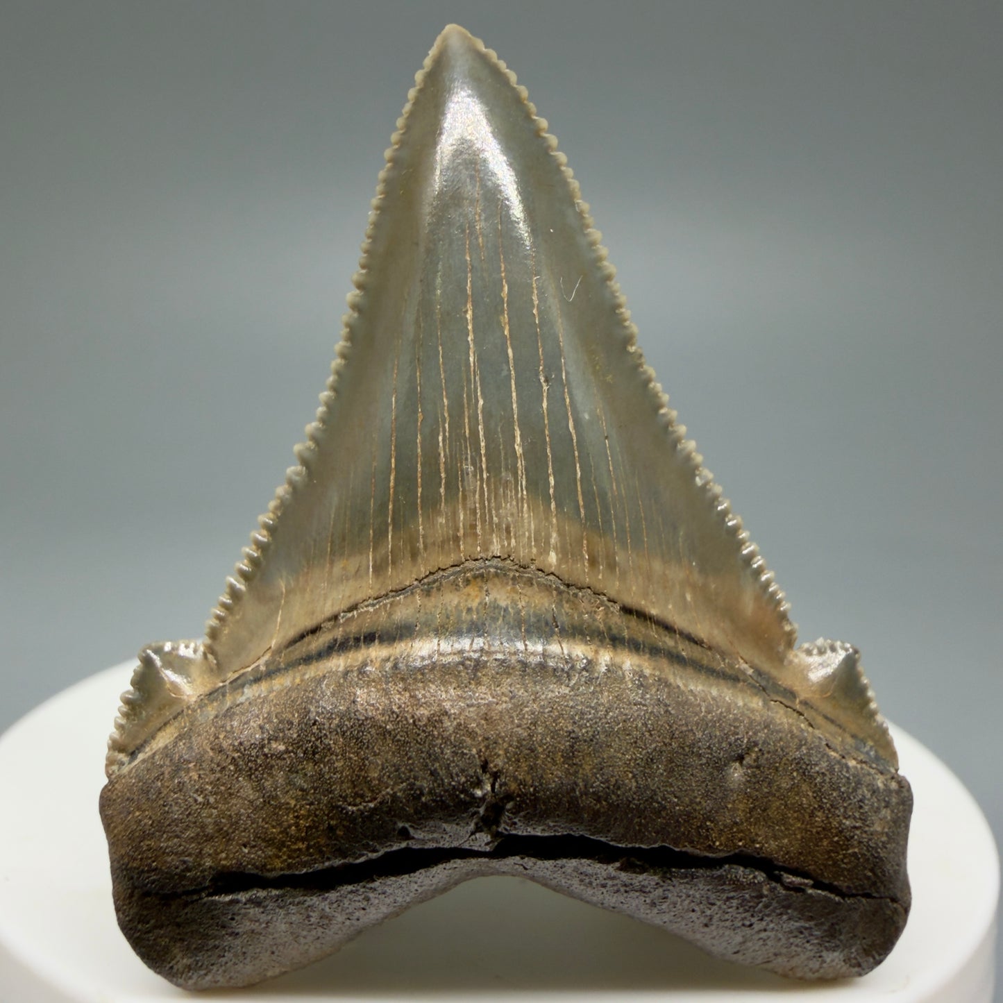 Front View 1.94" Fossil Carcharocles angustidens Shark Tooth from Charleston, South Carolina AN464