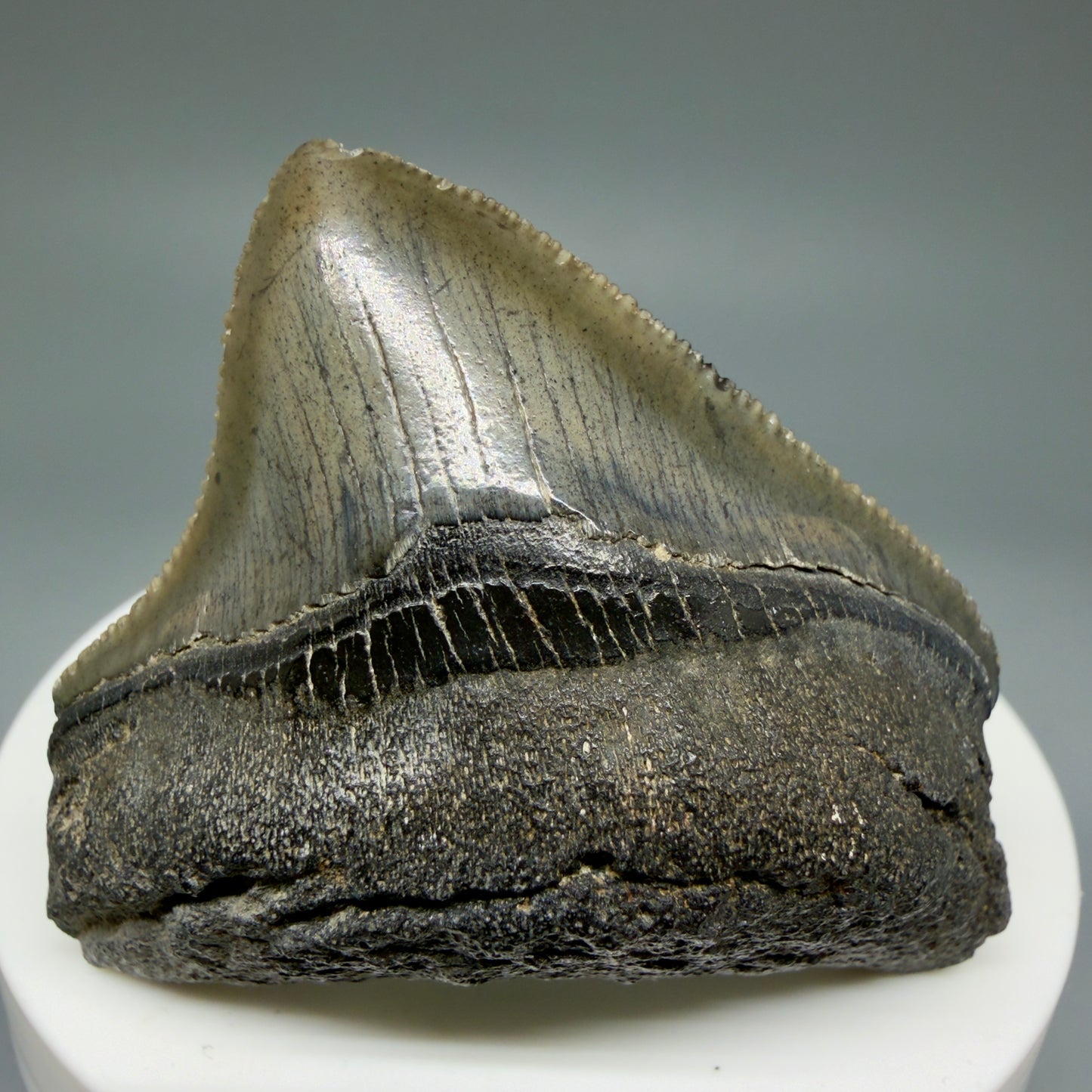 Front View 1.94" Posterior, collector's quality Fossil Megalodon Tooth – South Carolina River Find | Authentic Megalodon Tooth CM5865